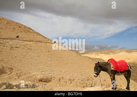 Deserto della Giudea, un asino in Wadi Qelt Foto Stock