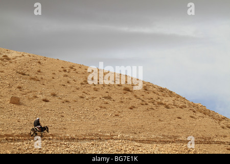 Deserto della Giudea, un asino in Wadi Qelt Foto Stock