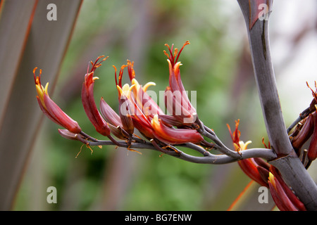 Nuova Zelanda il lino, Phormium tenax, Hemerocallidaceae, agavaceae. Foto Stock