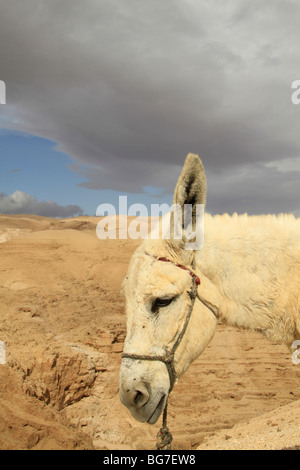 Deserto della Giudea, un asino in Wadi Qelt Foto Stock