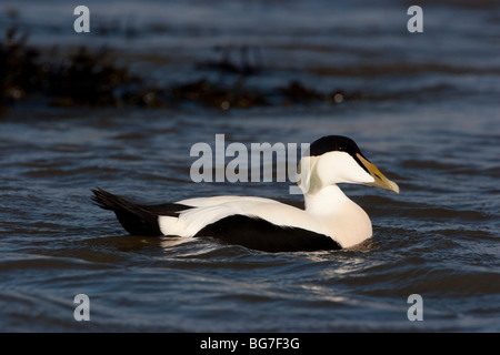 Maschio di eider duck nuotando vicino Johnshaven, Scozia Foto Stock