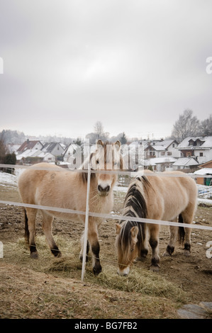 Due cavalli al pascolo fuori nella campagna attorno a Markt lievitato, Baviera, Germania. Foto Stock