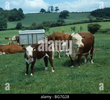 Hereford mucca e vitello su pascolo estivo con altri, Herefordshire Foto Stock