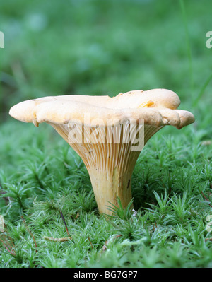 Chanterelle, Cantharellus cibarius, crescente tra i muschi Foto Stock