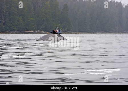 Whale watching barca si avvicina come Humpback Whale (Megaptera novaeangliae) superfici fuori dall'Isola di Vancouver, Canada Foto Stock