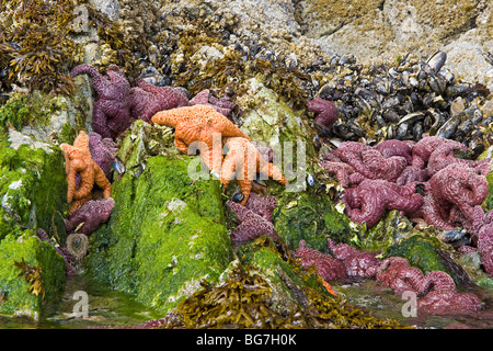 Arancione e viola, stelle di mare, chiamato anche ocra delle stelle di mare, si aggrappano a rocce con cozze e cirripedi lungo il litorale in bassa marea Foto Stock