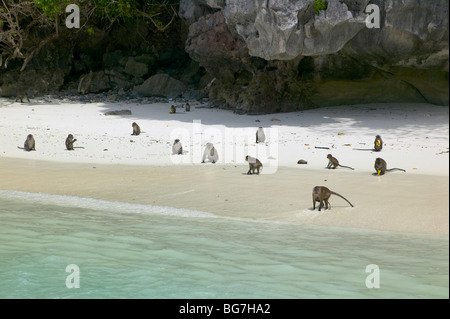 Le scimmie sulla Monkey Beach, vicino a Phuket, Tailandia Foto Stock