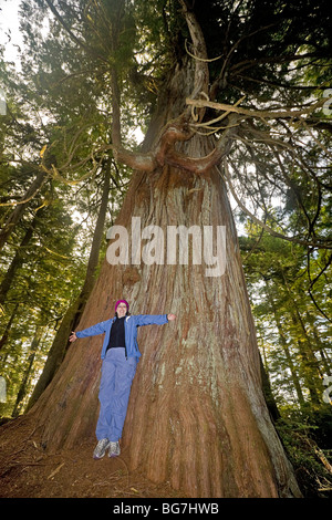 Camper misurare se stessa contro un cedro rosso dell'Ovest (Thuja plicata), la seconda più grande albero del gruppo Broken Islands, Canada Foto Stock