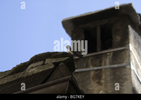 Barn swallow (Hirundo rustica) su un vecchio tetto, Italia Foto Stock