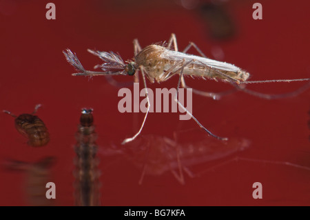 Appena emersa dalla pupa neonato maschio di Culex pipiens mosquito galleggianti in acqua prima di iniziare a volare, abbondanti le larve e le pupe ancora a sinistra in acqua Foto Stock