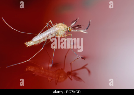 Appena emersa dalla pupa neonato maschio di Culex pipiens mosquito galleggianti in acqua prima di iniziare a volare, abbondanti le larve e le pupe ancora a sinistra in acqua Foto Stock