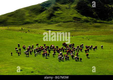 Allevamento di bovini in Nuova Zelanda Foto Stock