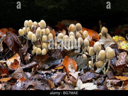 Luccicante Inkcap funghi, Coprinellus micaceus, Psathyrellaceae. Precedentemente Coprinus micaceus, Coprinaceae Foto Stock