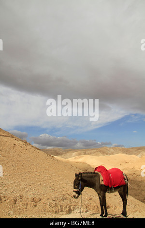 Deserto della Giudea, un asino in Wadi Qelt Foto Stock