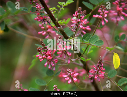 Pink-Flower Indaco Indigofera aff. amblyantha, Fabaceae, Cina e Asia Foto Stock