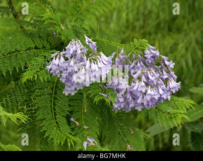 Jacaranda blu, Jacaranda mimosifolia, Bignoniaceae, Sud America. Aka Poui nero, (J. acutifolia, J. chelonia, J.ovalifolia). Foto Stock