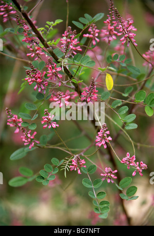 Pink-Flower Indaco Indigofera aff. amblyantha, Fabaceae, Cina e Asia Foto Stock