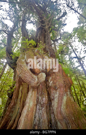 Western Red Cedar (Thuja plicata), il più grande albero del gruppo Broken Islands, situato sulla torretta Isola, Canada Foto Stock