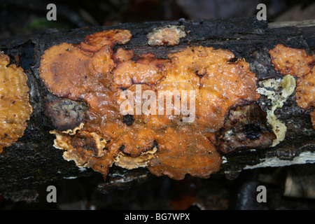 Spurgo crosta di latifoglie Stereum rugosum prese a Eastham Country Park, Wirral, Merseyside, Regno Unito Foto Stock