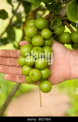 Noce Macadamia alberi. A Sud di Durban, Sud Africa Foto Stock