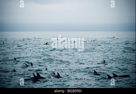 Una scuola di Dusky delfini nell'oceano a Kaikoura, Nuova Zelanda. Foto Stock