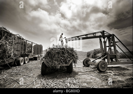 Un africano salariato agricolo si arrampica sulla cima di un fascio di canna da zucchero. La canna da zucchero farm. A Sud di Durban, Sud Africa Foto Stock