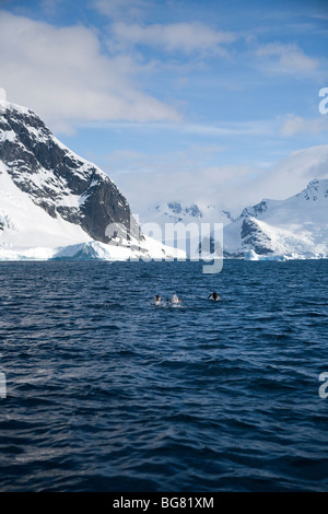 I pinguini Gentoo porpoising off Pleneau Island, Antartide Foto Stock
