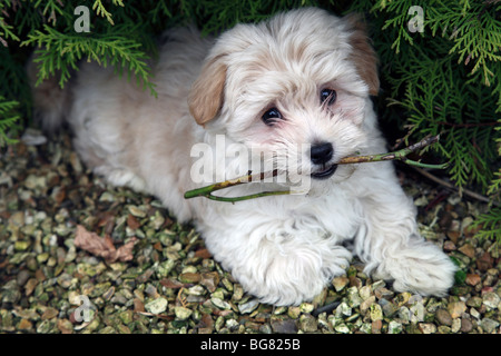 Abbie, un pedigree Havanese cucciolo di 7 settimane di età Foto Stock