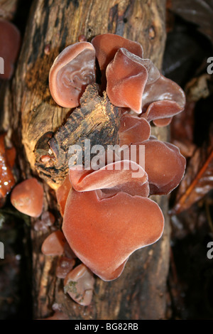 Jelly orecchio funghi Auricularia padiglione auricolare -judae prese a Eastham Country Park, Wirral, Merseyside, Regno Unito Foto Stock