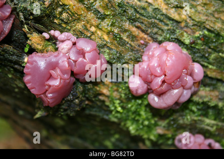 Viola Jellydisc funghi Ascocoryne sarcoides prese a Eastham Country Park, Wirral, Merseyside, Regno Unito Foto Stock