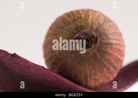 Essiccata la capsula di papavero Foto Stock