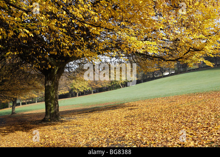 In autunno, Abbazia di Kirkstall motivi, Leeds, West Yorkshire, Ott 2009 Foto Stock