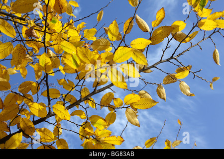 In autunno, Abbazia di Kirkstall motivi, Leeds, West Yorkshire, Ott 2009 Foto Stock