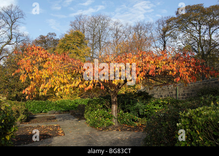 In autunno, Abbazia di Kirkstall motivi, Leeds, West Yorkshire, Ott 2009 Foto Stock