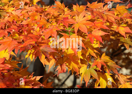 In autunno, Abbazia di Kirkstall motivi, Leeds, West Yorkshire, Ott 2009 Foto Stock