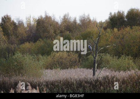 Airone cenerino Ardea cinerea, seduti in una struttura ad albero Potteric Carr riserva naturale vicino a Doncaster, Maggio 2009 Foto Stock