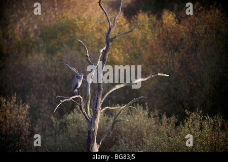 Airone cenerino Ardea cinerea, seduti in una struttura ad albero Potteric Carr riserva naturale vicino a Doncaster, Maggio 2009 Foto Stock