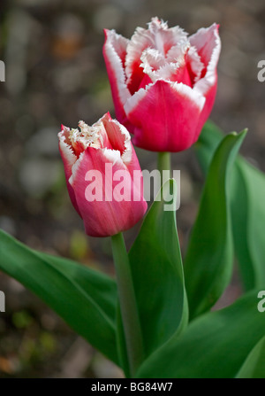 Canasta di tulipano Foto Stock