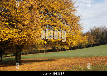 In autunno, Abbazia di Kirkstall motivi, Leeds, West Yorkshire, Ott 2009 Foto Stock