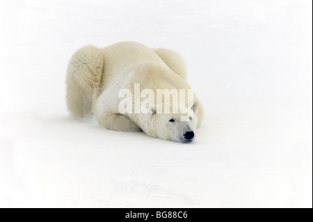 Orso polare (Ursus maritimus) di appoggio nella neve lungo la Baia di Hudson costa, Churchill, Manitoba, Canada Foto Stock