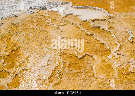 Terrazze di travertino e le piscine di Mammoth Hot Springs, il Parco Nazionale di Yellowstone, Wyoming negli Stati Uniti. Foto Stock