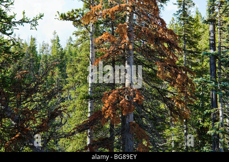 Arrossate conifera albero che mostra segni di Mountain Pine Beetle infestazione. Parco Nazionale di Yellowstone, Wyoming negli Stati Uniti. Foto Stock