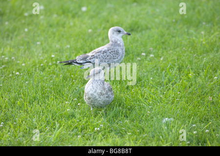 Anello-fatturati i gabbiani (Larus delawarensis). I capretti piumaggio. Foto Stock