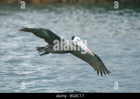 Pellicano peruviana (Pelecanus thagus) in volo, Pucusana , Perù Foto Stock