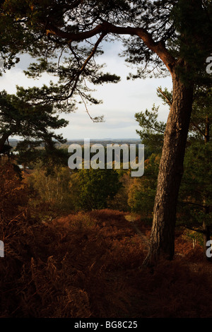 Vista da alberi di pino, il pomeriggio autunnale, paesaggio Foto Stock