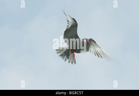 Inca Tern (Larosterna inca) selvatica, in volo, Pucusana , Perù Foto Stock