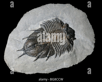 Fossile trilobata, Acanthopyge sp., Devoniano Foto Stock
