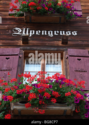 La Svizzera, Wengen,vasi di gerani in un davanzale di un tradizionale chalet Svizzero house Foto Stock