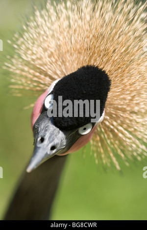 West African, nero o nero a collo Crowned Crane (Balearica pavonina). Foto Stock