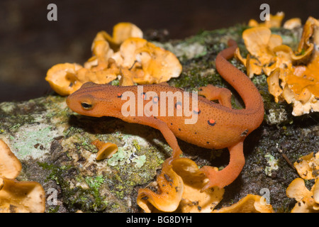 Red Eft o Newt Notophthalmus vividescens forma terrestre USA America del Nord Foto Stock